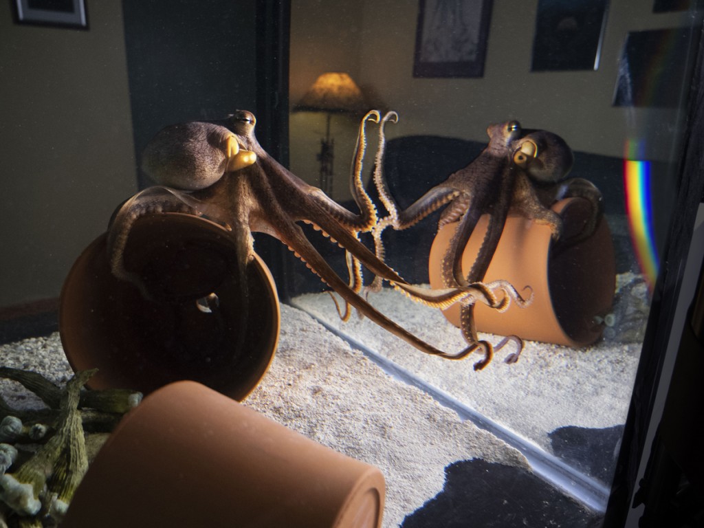 OCTOPUS MAKING CONTACT The scoop on the new PBS documentary Part 2