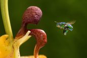 A male euglossa orchid bee approaches a Coryanthes orchid iN QUEENS | ©2024 National Geographic for Disney/Oscar Dewhurst