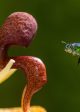 A male euglossa orchid bee approaches a Coryanthes orchid iN QUEENS | ©2024 National Geographic for Disney/Oscar Dewhurst