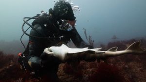 ALIEN SHARKS GHOSTS OF JAPAN | ©2024 Discovery Channel