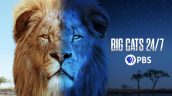 BIG CATS 24/7 Key Art | ©2024 PBS